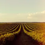 Far crescere le barbatelle in autonomia